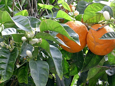 Apelsiner på Kreta.