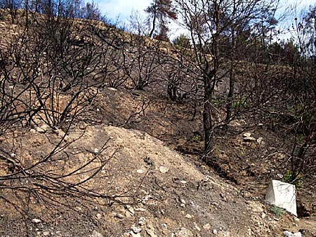Skogsbrand på Skiathos.