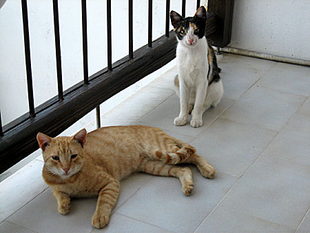 Skopelos. Kattbesök på balkongen.