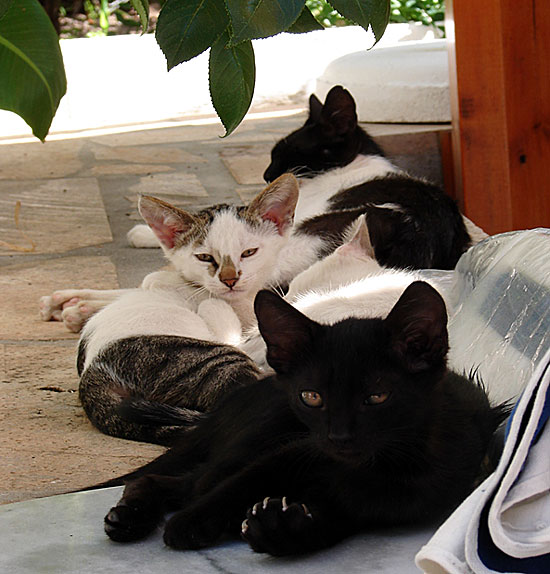"Våra" kattungar på Patmos Garden 