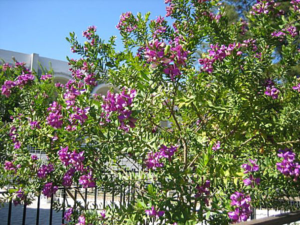 Agios Nektarios. Rhodos.