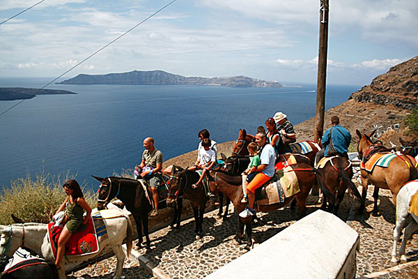 Åsnor och turister på väg ner till hamnen på Santorini.