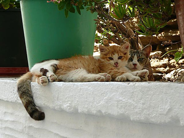 Katter i Isternion. Tinos.