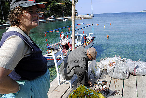 Fiskearbete i Agnontas på Skopelos. 