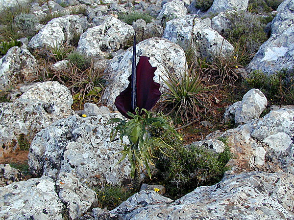Dracunculus vulgaris. Kreta.
