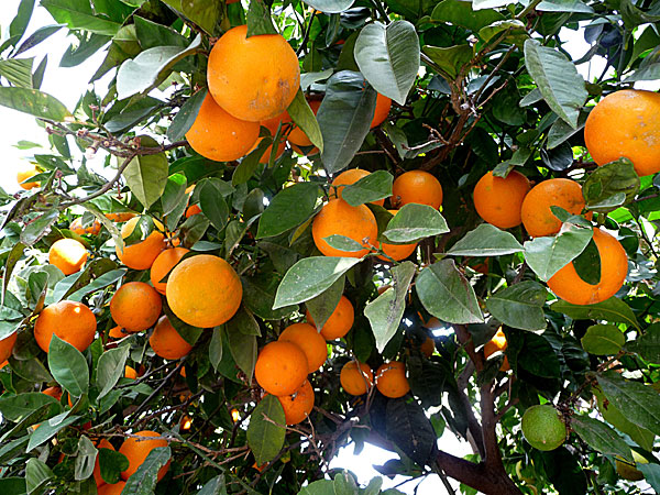 Mandarinerna hänger mogna i träden. Rhodos. Grekland.