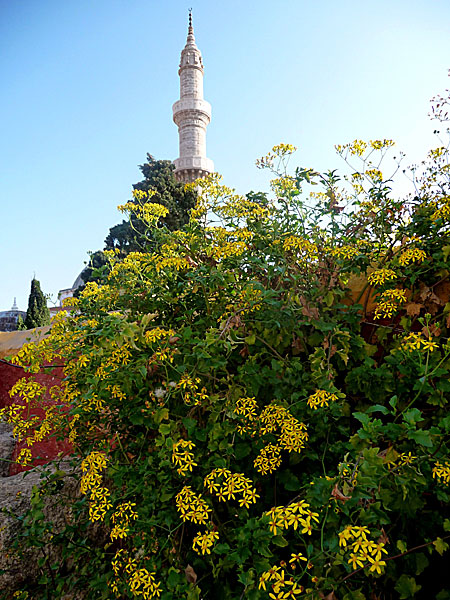 Vid Suleiman moskén blommar de här vackra buskarna med gula blommor. Rhodos. Grekland.