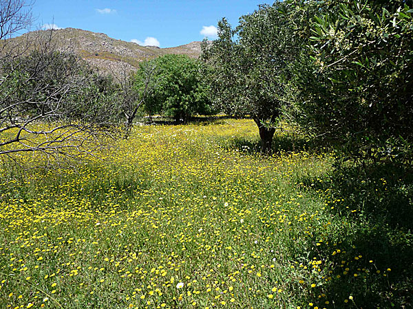 Tilos. Olivlund i Livadia med en matta i gult.