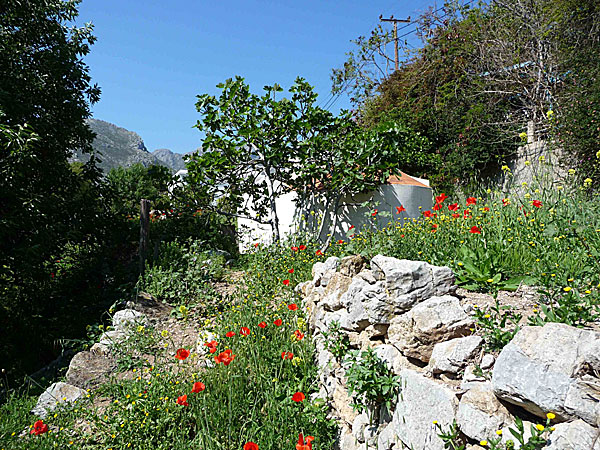 Tilos. I Megalo Chorio blommade vallmon vid ett av de små kapellen.