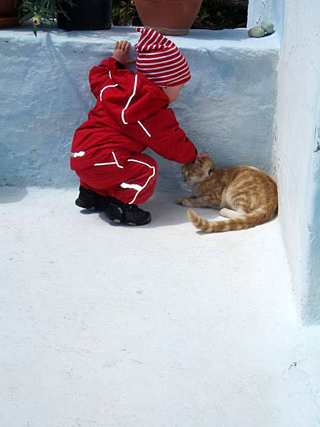 Katter på Tinos i Grekland.