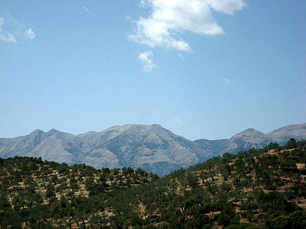 Olivlundar med bergskedjan Taigetos i bakgrunden när vi närmar oss Areopoli.