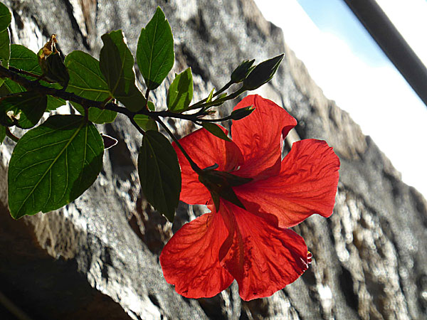 Vackra blommor på Chalki i Grekland.  Hawaiirrosor.