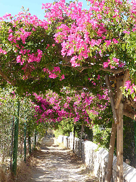 Vackra blommor på Chalki i Grekland.  Bougainvillea.