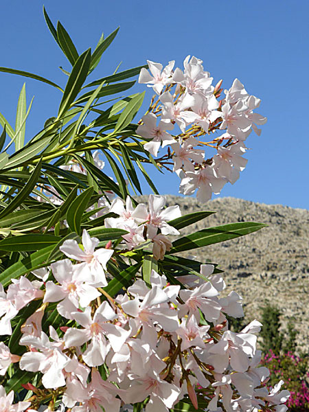 Vackra blommor på Chalki i Grekland. 