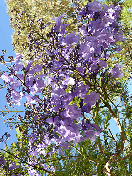 Vackra blommor på Chalki i Grekland. 