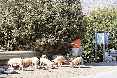 Getter, får och höns på Kreta.