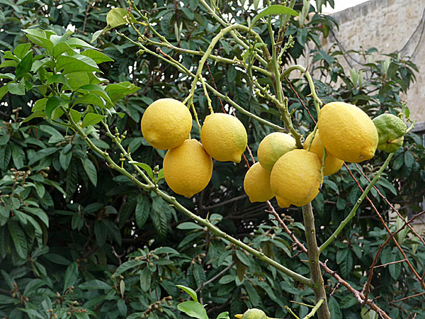 Mogna citroner och mandariner. Rhodos. Grekland.