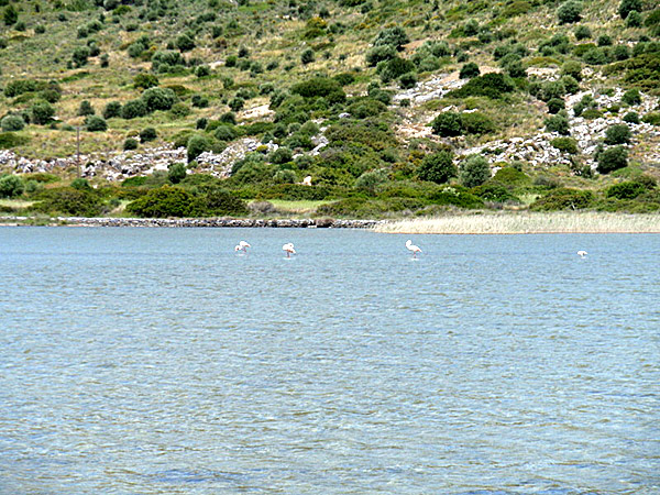 Vid den lilla sjön i närheten av Psili Ammos såg vi några flamingos.