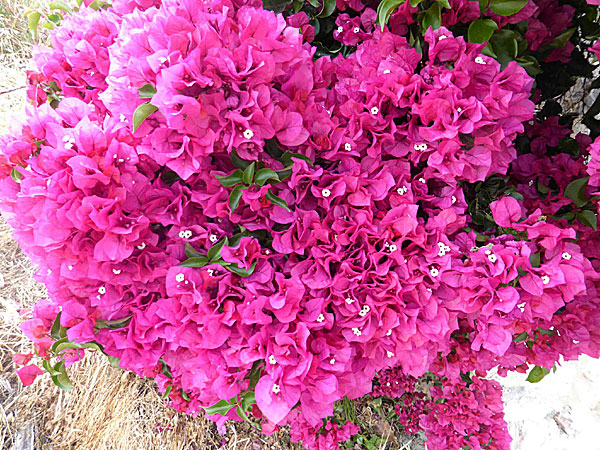Vackra blommor på Tilos i Grekland.  Bougainvillea.