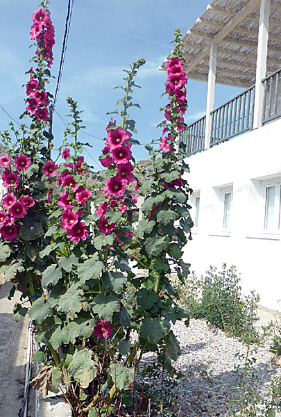 Vackra blommor på Tilos i Grekland.  Stockrosor.