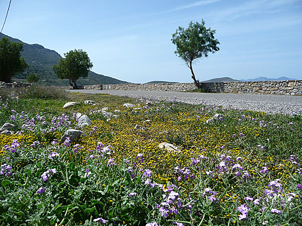 Vid den lilla fiskehamnen Agios Andonis blommar ängarna också.