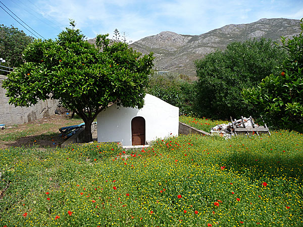 Kapellet vid busshållplatsen i Megalo Chorio ligger inbäddat i ett hav av fibbblor och vallmo.