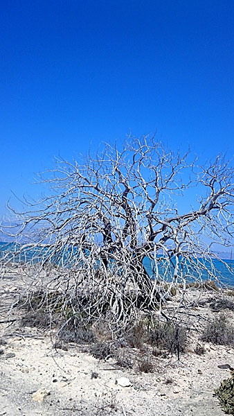 Chrissi Island. Kreta.