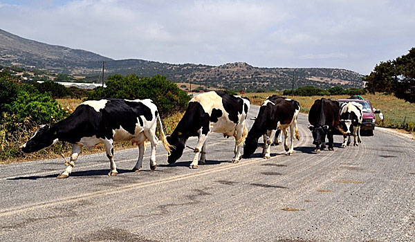 Kossor på Naxos.