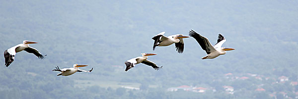 Pelikaner över Lake Kerkini.