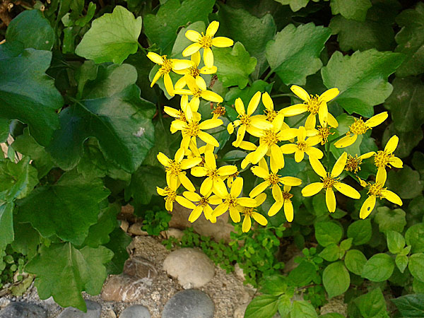 Suleimanmoskén. Rhodos. Grekland.