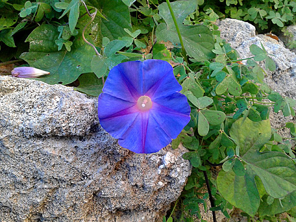 Blomma för dagen klär murarna på många ställen. Rhodos. Grekland.