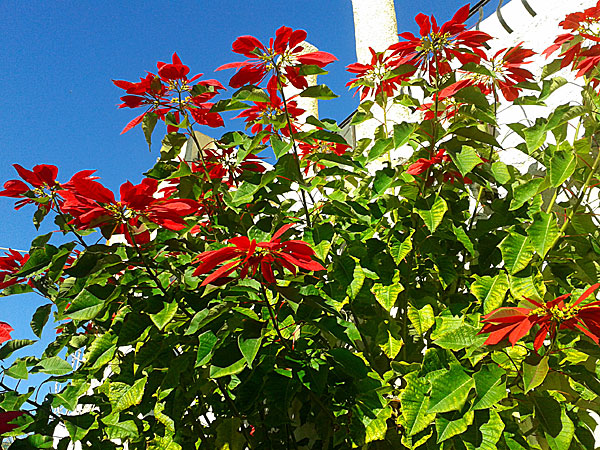 Julstjärnorna blommar för fullt nu. Rhodos. Grekland.