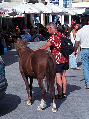 Hästen Heraklis på Santorini.