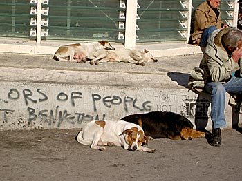 Vildhundar i Aten.