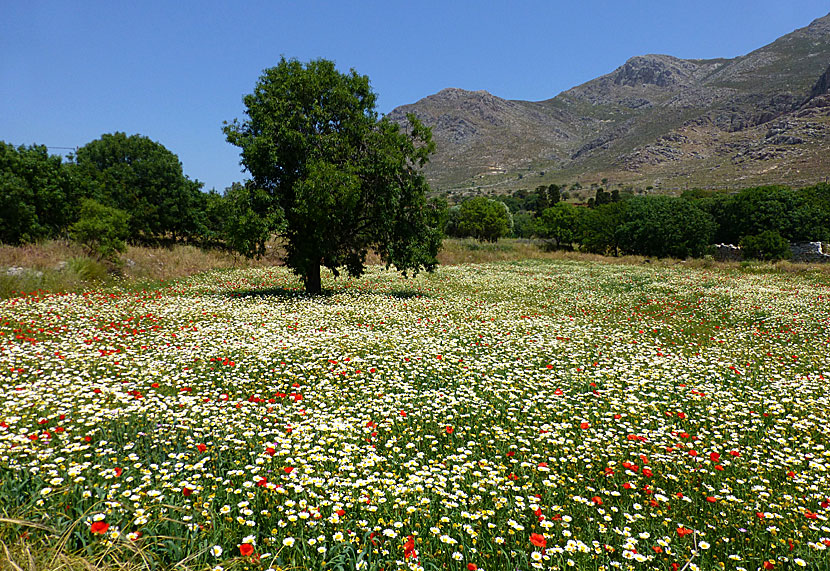 I april och maj är Grekland som vackrast. Bilden är från Tilos.