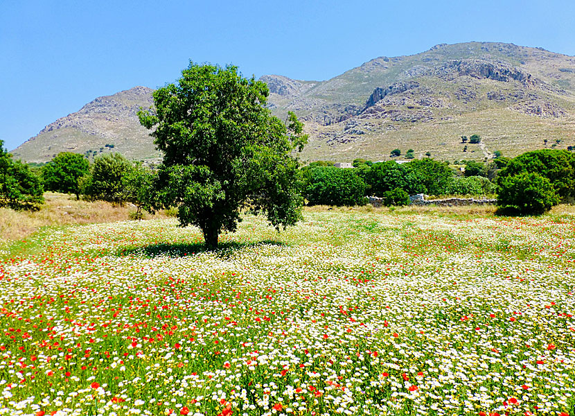 I april och maj är Grekland som vackrast. Då blommar vallmon i Megalo Chorio på Tilos.